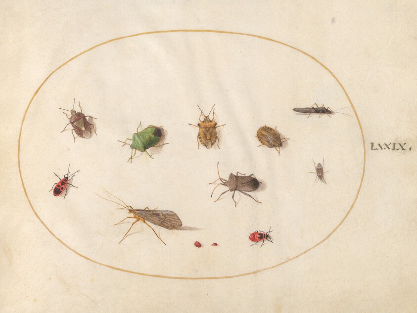 Plate 79: Twelve Insects, Including Shield Bugs