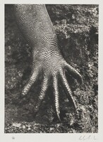 Marine iguana (Amblyrhynchus cristatus). Galápagos. Ecuador., Sebastião Salgado, 2004