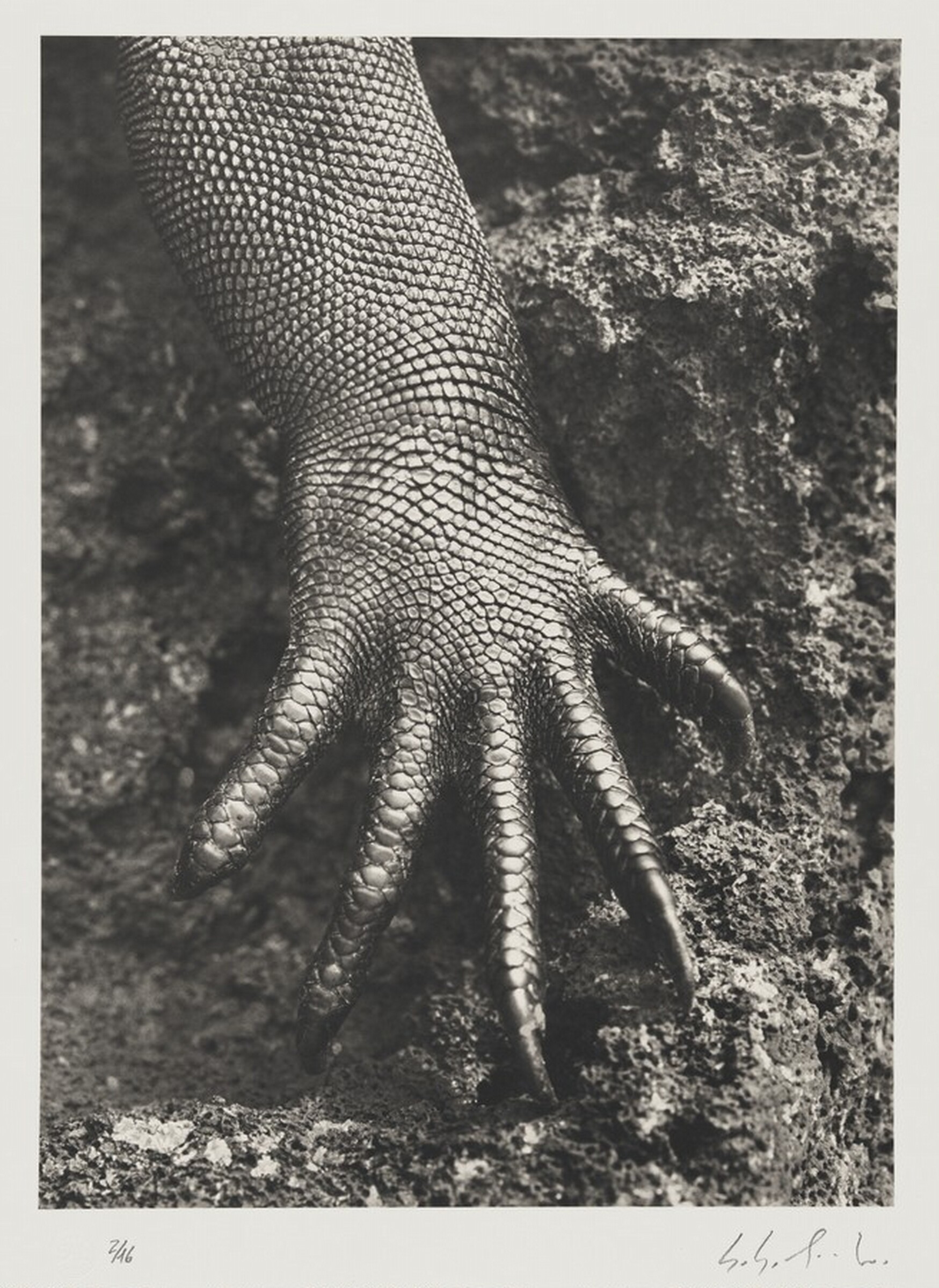 Marine iguana (Amblyrhynchus cristatus). Galápagos. Ecuador., Sebastião Salgado, 2004
