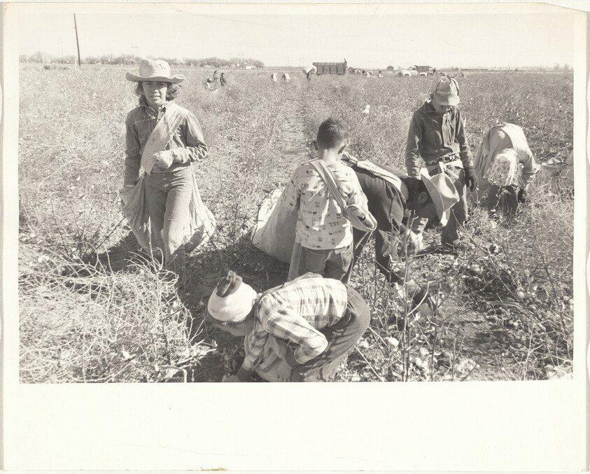 Cotton harvesters--New Mexico