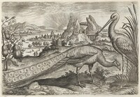 Peacock and Stork, Adriaen Collaert, c. 1600