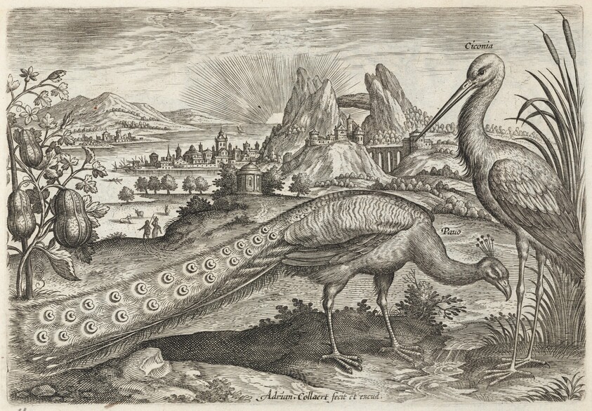 Peacock and Stork
