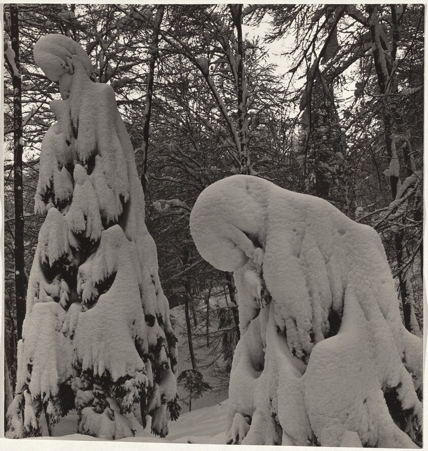 Snow-covered trees--Landscape
