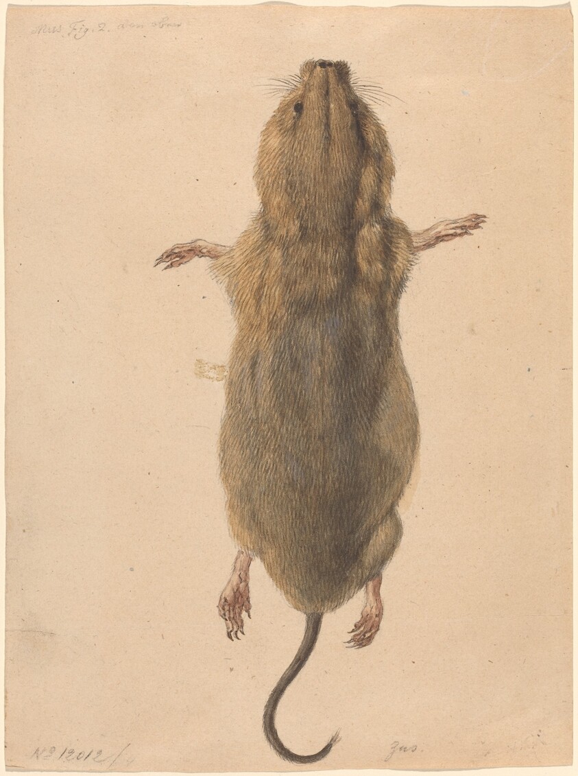 A Field Mouse, from Above