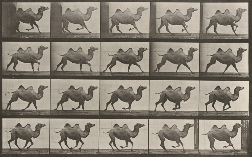 Plate Number 739. Bactrian camel galloping