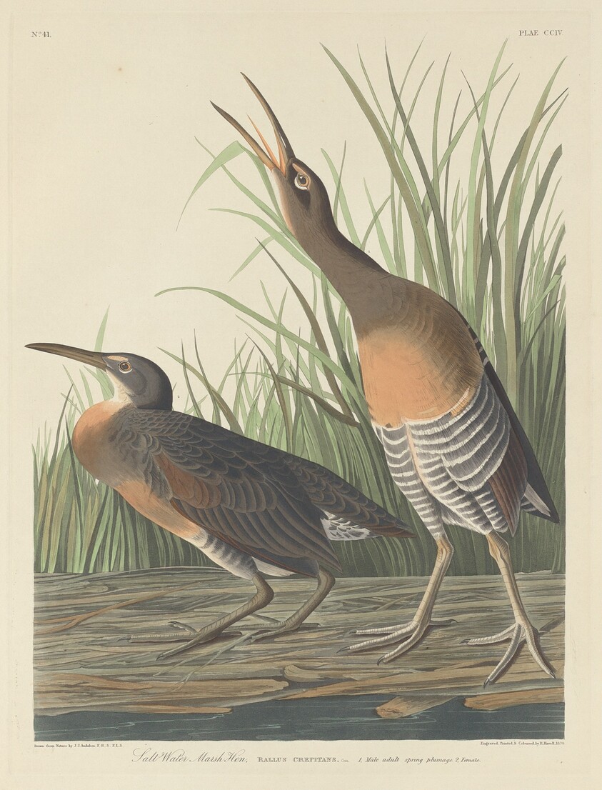 Salt Water Marsh Hen