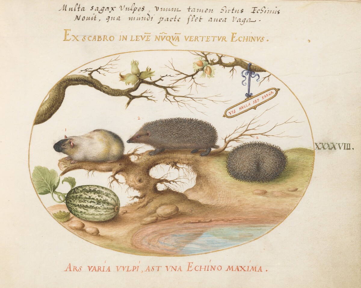 Plate 48: Guinea Pig and Hedgehogs with Melon and Cobnuts