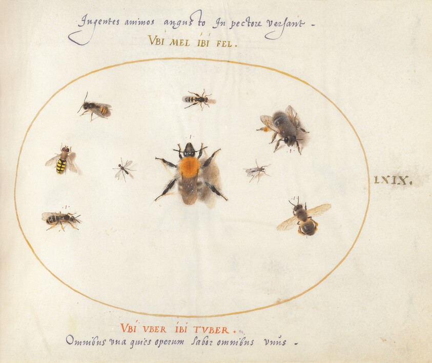 Plate 69: Nine Bees and Other Insects