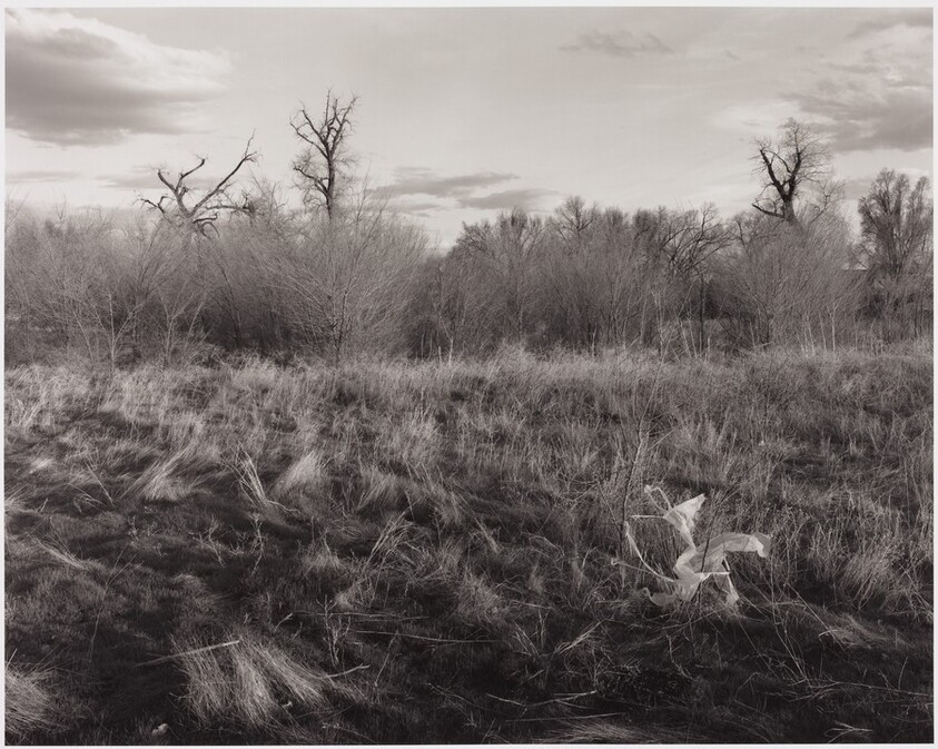 Cottonwood Bench Above River, Cache la Poudre River