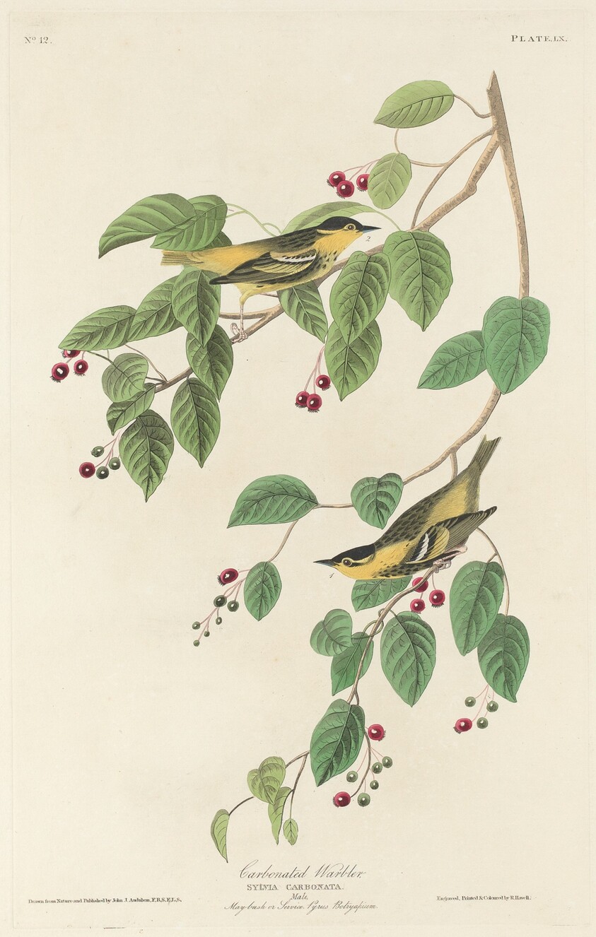 Carbonated Warbler