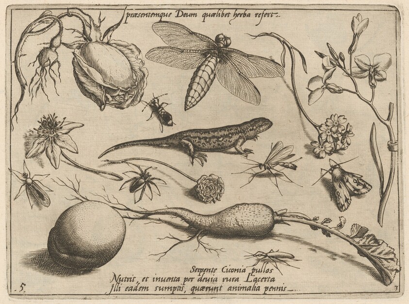 Archetypa studiaque patris Georgii Hoefnagelii [Part 3, Plate 5]