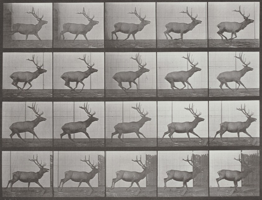 Plate Number 693. Elk galloping