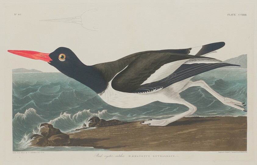 Pied Oyster-Catcher