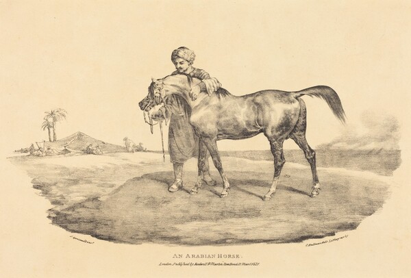 An Arabian Horse