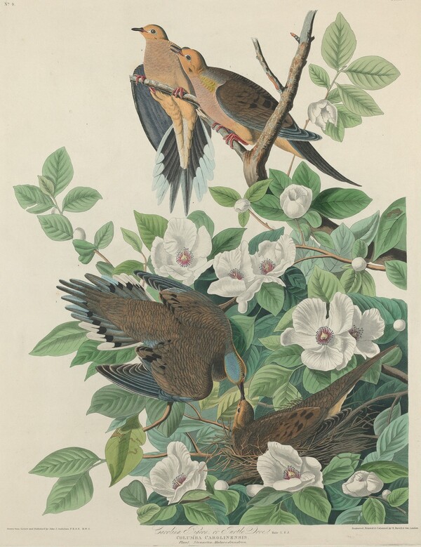 Carolina Pigeon or Turtle Dove