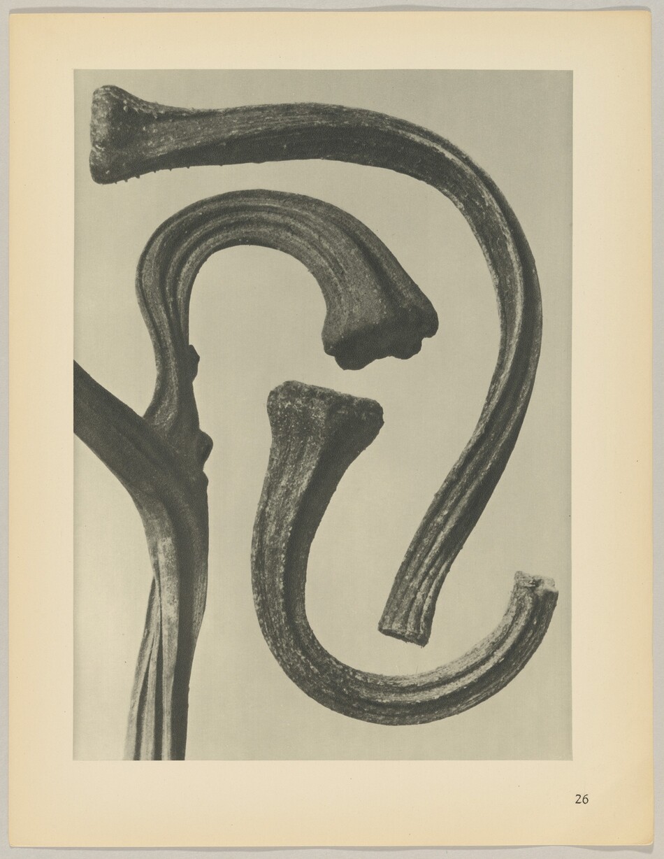 The image shows three elongated, curved shapes with textured surfaces twisting and turning in an abstract manner. These forms resemble sinuous curves. They stand out against a lighter background.
