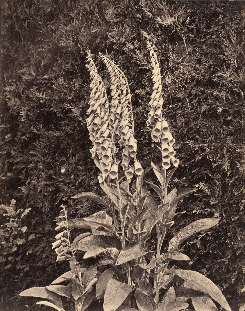 Foxgloves