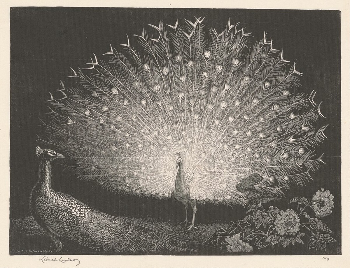 The White Fan