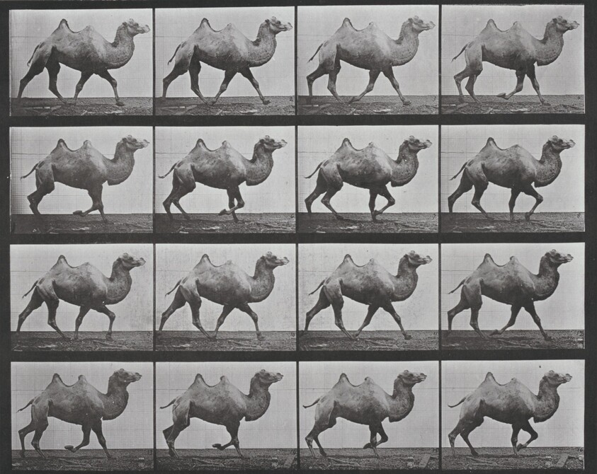 Plate Number 738. Bactrian camel walking