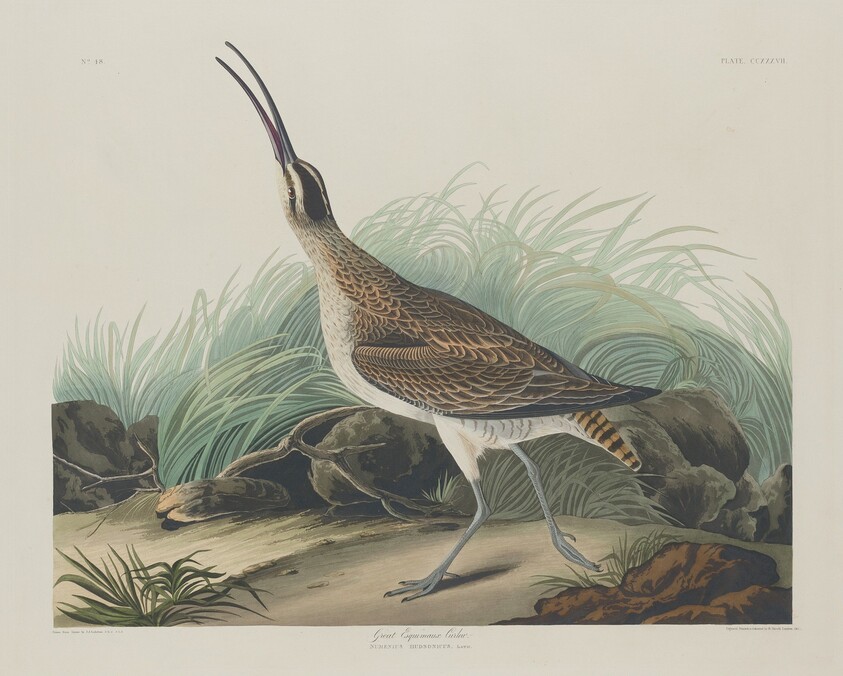 Great Esquimaux Curlew
