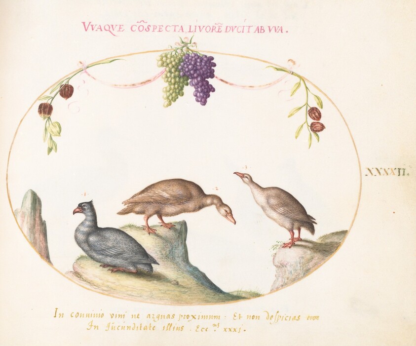 Plate 42: Two Gray Geese with a Third Bird and Hanging Grapes