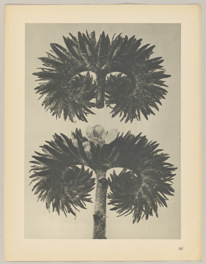 Phacelia tanacetifolia