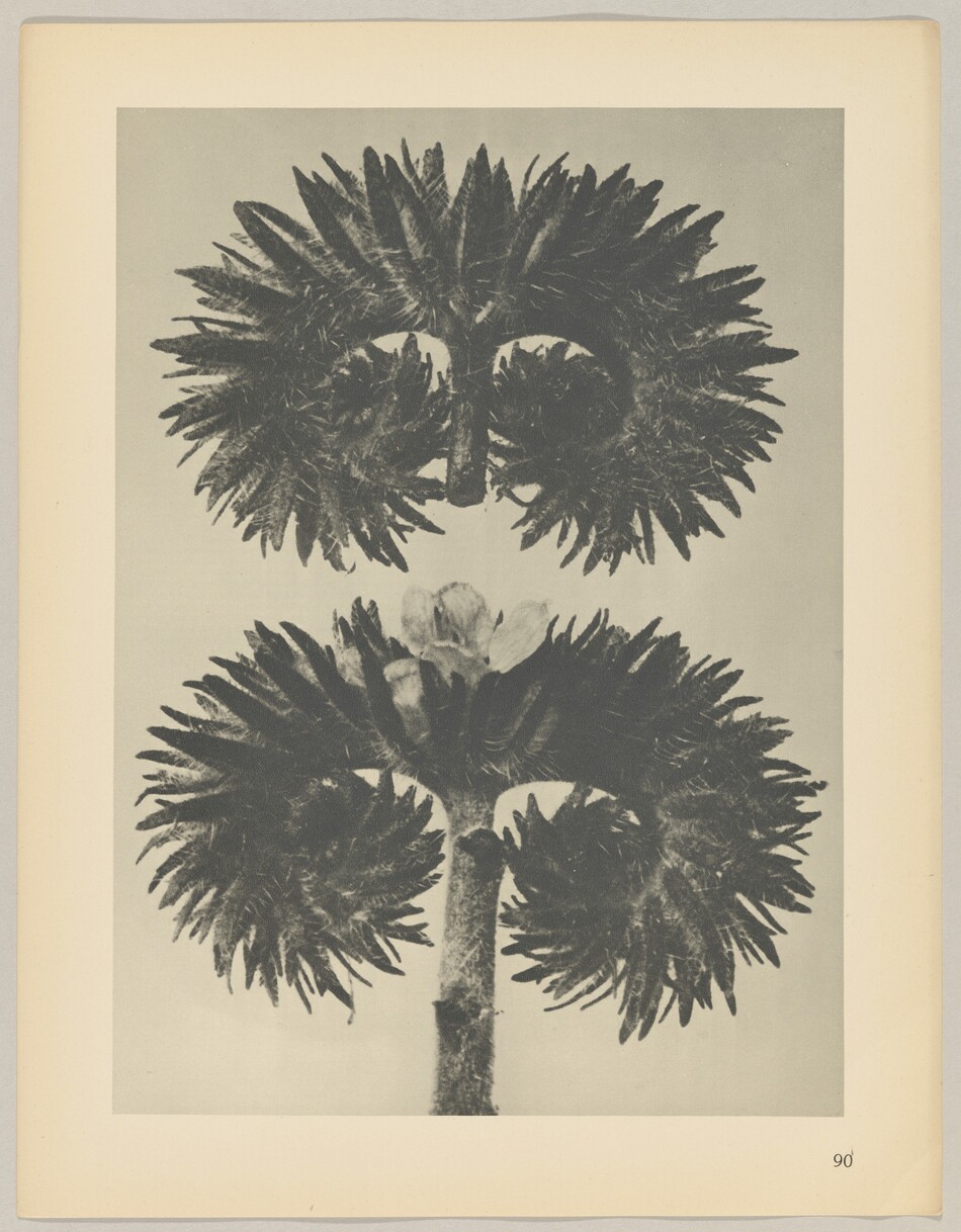 The image shows two large symmetrical objects resembling flower heads, positioned along the vertical axis. The color palette is monochromatic, featuring shades of gray. The top flower-like object is centered in the upper half of the image, and the bottom object is positioned in the lower half, connected by a central stem-like structure.