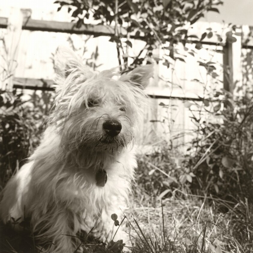 Longmont, Colorado, Sally in the Backyard