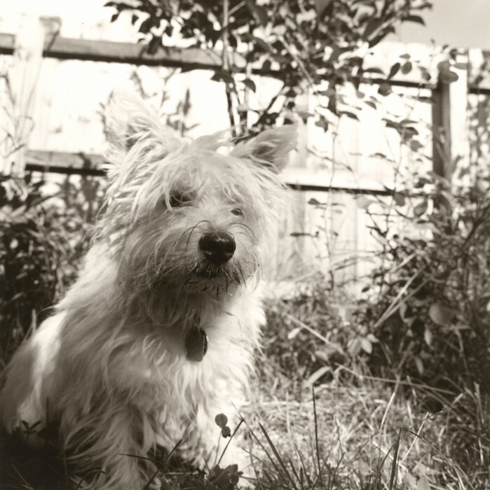 This is a photograph of a small dog sitting in a garden. The dog has light-colored, shaggy fur and alert, perked-up ears. The dog is sitting amidst tall, overgrown grass. In the background, there is a wooden fence partially obscured by leaves and branches from surrounding plants. The photograph is in black and white, highlighting the textures of the dog's fur and the surrounding foliage.