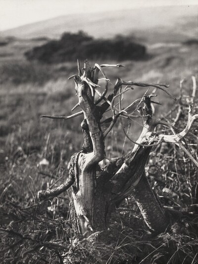Tree Stump (Parez)