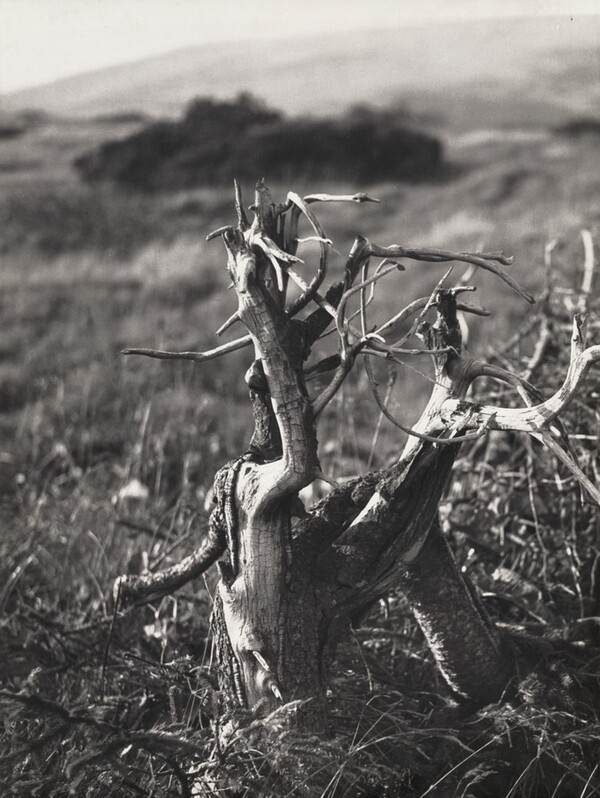 Tree Stump (Parez)