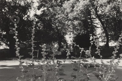 Hollyhocks, Taos, New Mexico