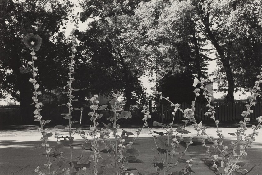 Hollyhocks, Taos, New Mexico
