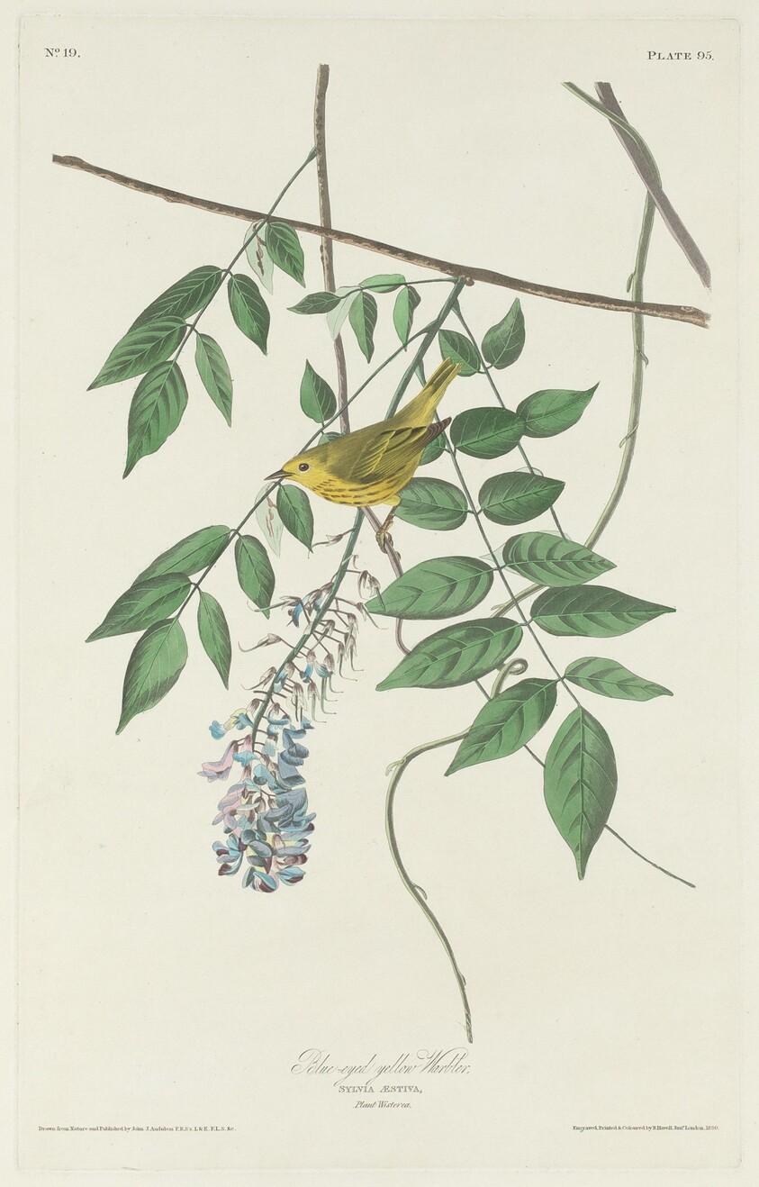 Blue-eyed Yellow Warbler