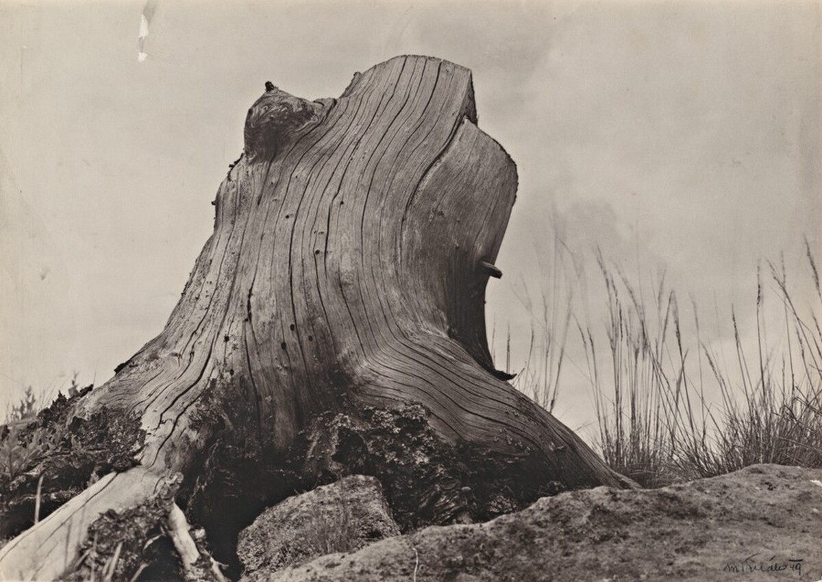 Tree Stump (Parez)