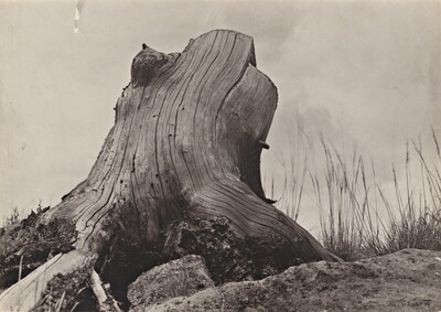Tree Stump (Parez)