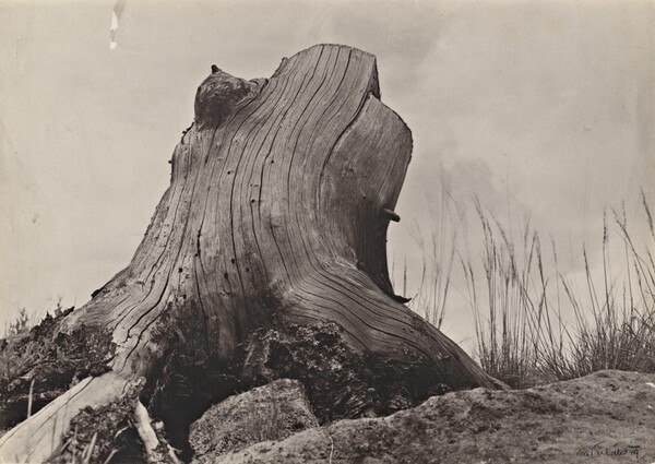 Tree Stump (Parez)