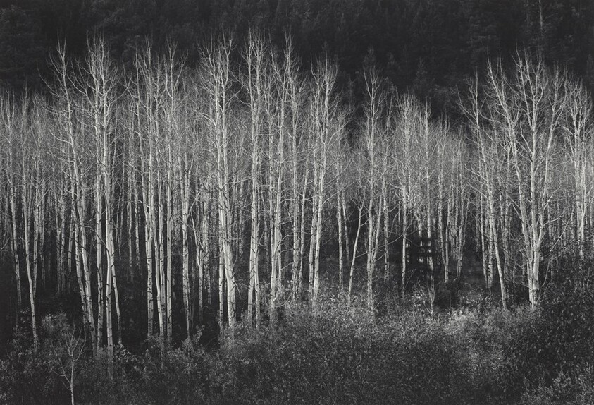Aspens, Dawn, Dolores River Canyon, Autumn, Colorado