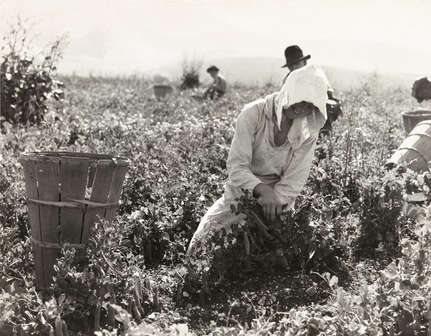 Migratory workers harvesting peas near Nipomo, California
