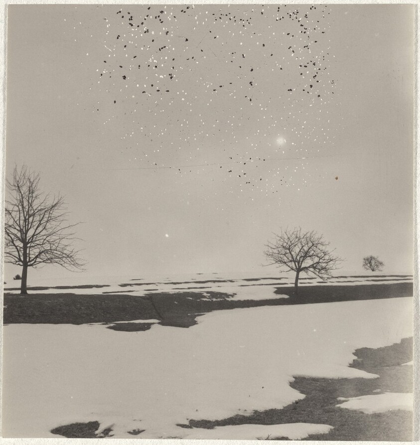 Trees in snow--Landscape