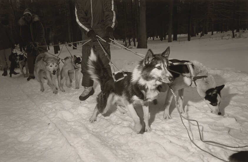 Husky Dog Sled Race, Spruce Run, Pennsylvania