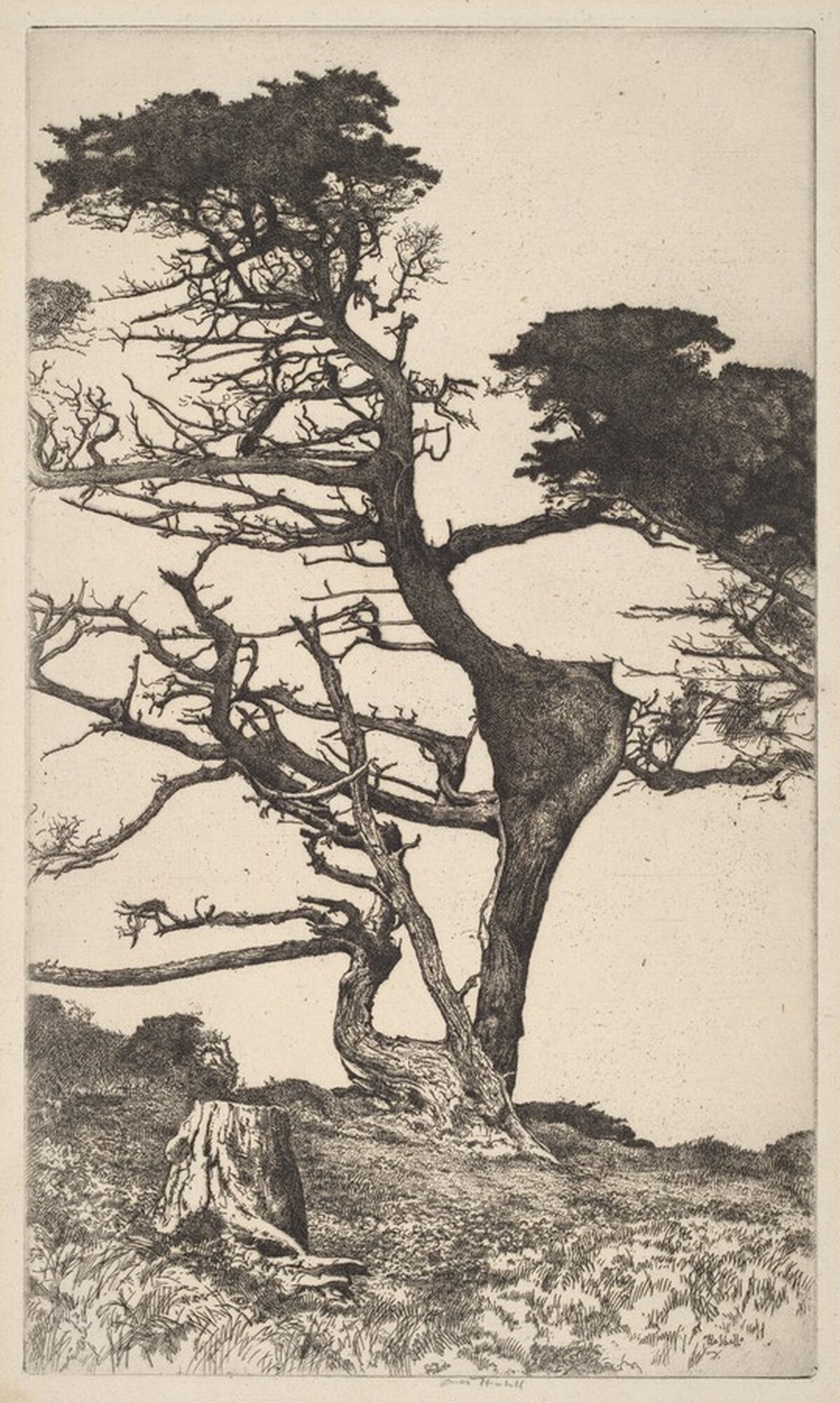 Lone Tree