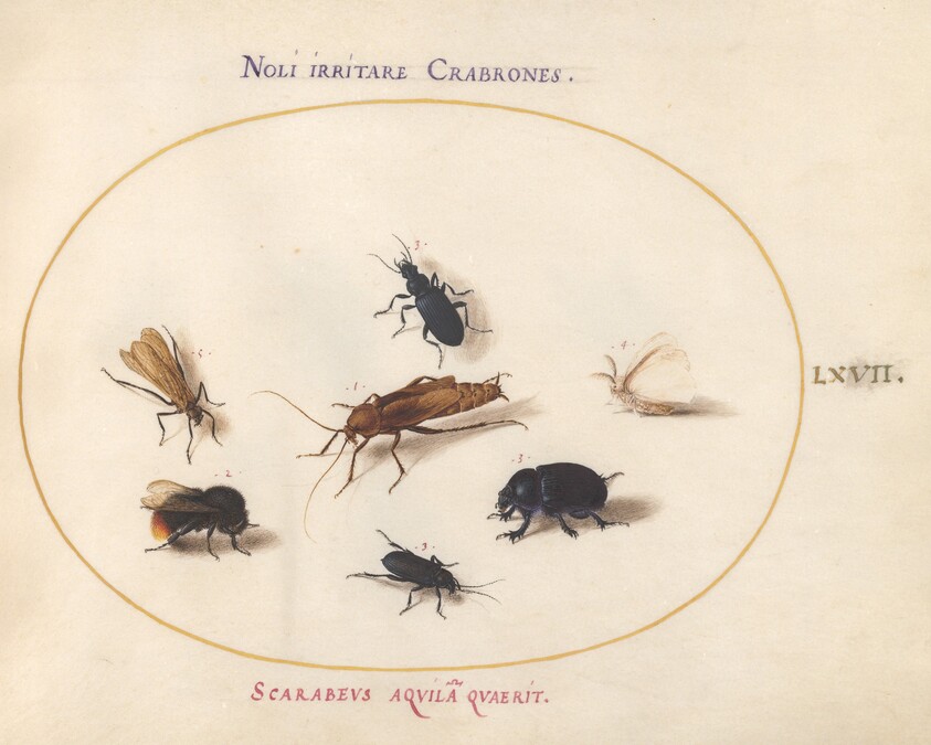 Plate 67: Seven Insects, Including a White Butterfly and a Bee