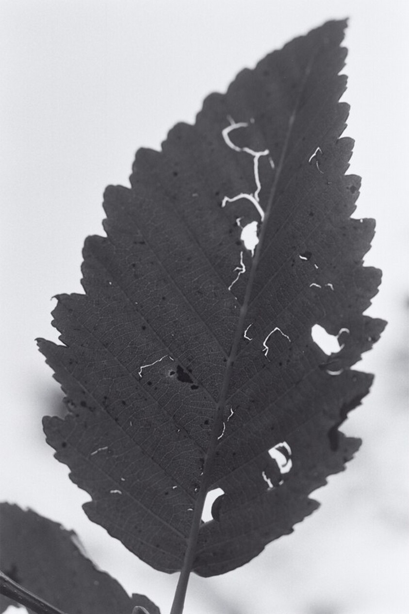 Neahkahnie Mountain, Oregon