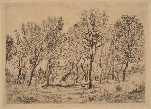 Stand of Trees (Bouquet d'arbres)