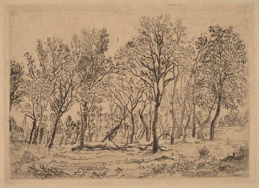 Stand of Trees (Bouquet d'arbres)
