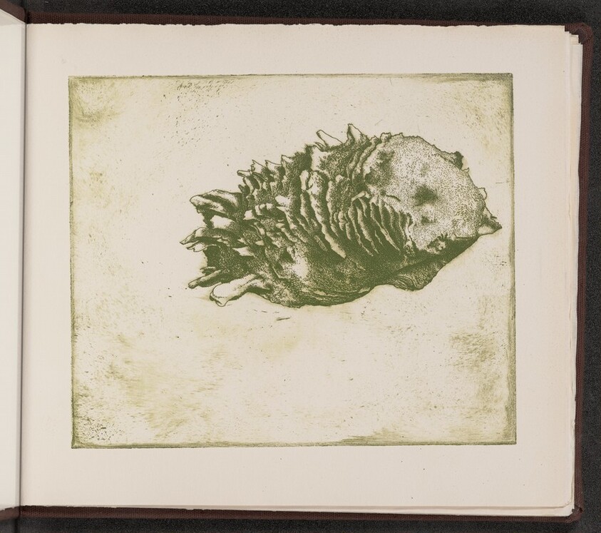 Spondylus dominicensis