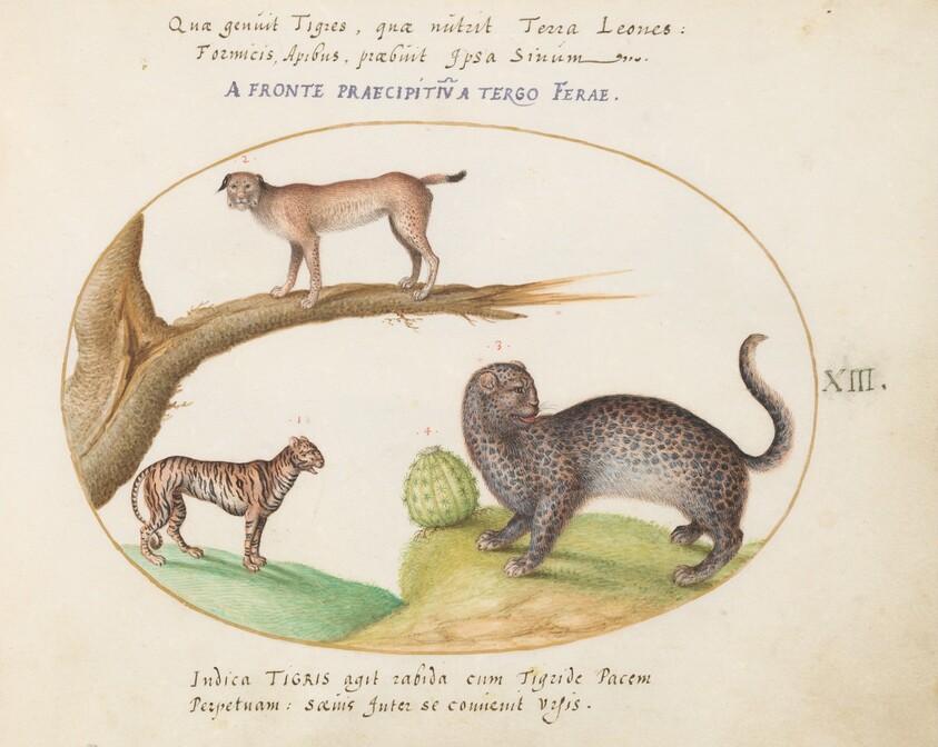Plate 13: A Tiger, a Lynx, and a Jaguar(?)