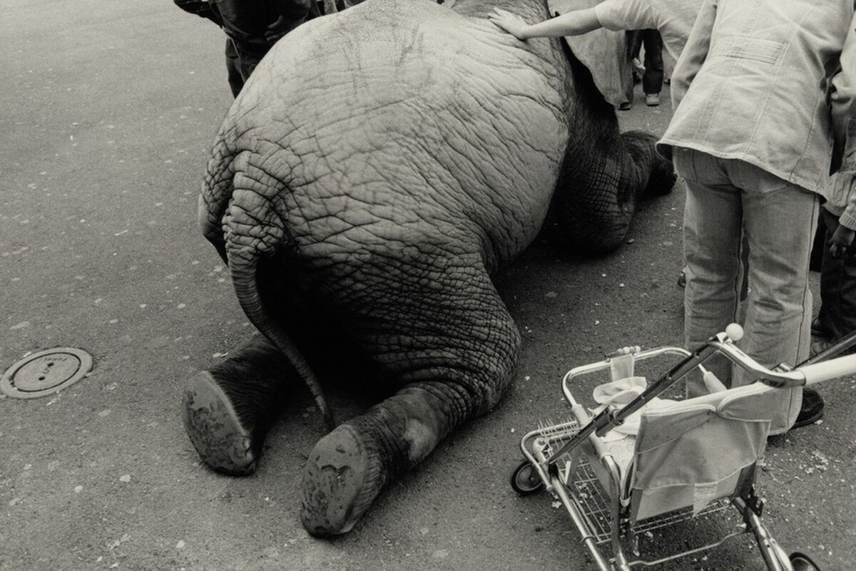 Oakland (Kneeing elephant)