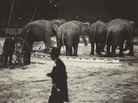 Elephants with Trainer, Circus, New York, Ilse Bing, 1936
